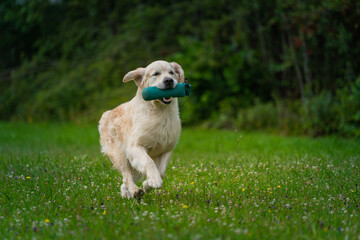 Beautiful golden retriever dog carrying a training dummy in its mouth.