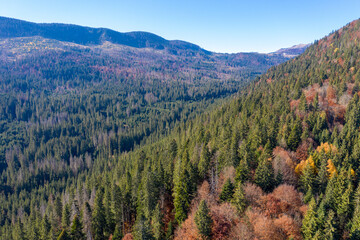 Aerial view of evergreen forest mixed with deciduous trees