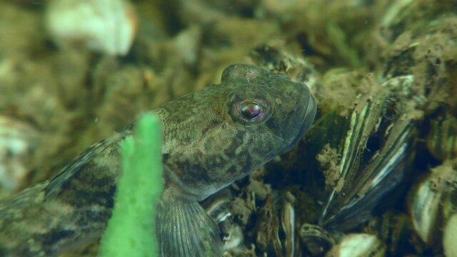 Racer goby or Goad goby (Babka gymnotrachelus) at the bottom covered with Zebra Massel, close-up.