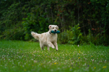 Beautiful golden retriever dog carrying a training dummy in its mouth.