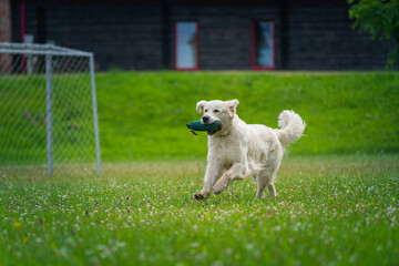 Obraz premium Beautiful golden retriever dog carrying a training dummy in its mouth