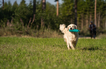 Beautiful golden retriever dog carrying a training dummy in its mouth.