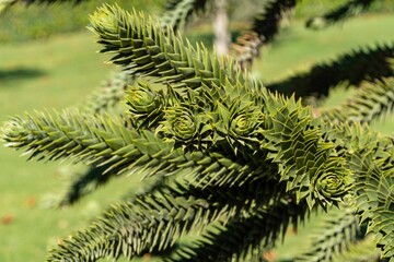 Araucaria araucana, monkey puzzle tree, monkey tail tree, or Chilean pine. Blurred background. Selective focus. Close-up. Araucaria in landscape city park Krasnodar or Galitsky Park. October 2021