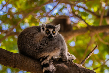 ring tailed lemur on tree