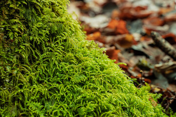 Green moss growing on a tree in a forest macro background