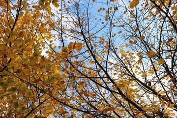 Autumn and dried leaves.
