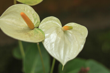 Fototapeta premium A Close up picture of the beautiful Painters palette or Anthurium flowers in white colors focused selectively against a dark background. 