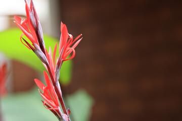 An Isolated view of Canna tana tulipa or Stuttgart Helicon flowers commonly kept as an Ornamental plant in homes.
