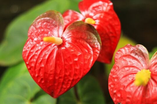 A Shallow depth of field picture of beautiful Painters palette or Anthurium flower in vibrant red color.
