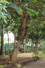 A picture of a Fig tree with a cluster of fruits ready to be harvested in the tropical climate of India.
