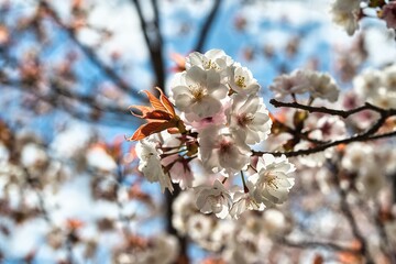 桜