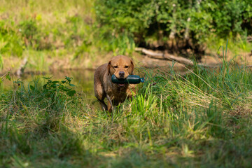 Beautiful Labrador Retriever carrying a shot down game or bird in its mouth.