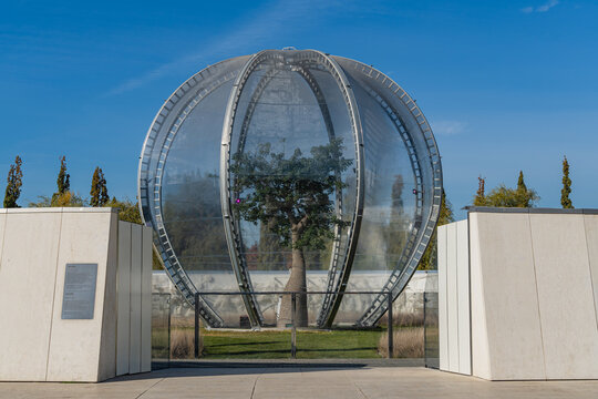 Chorisia speciosa or Ceiba speciosa tree in art composition "Artificial Environment". Wood in frost-resistant glass case. Public landscape city park "Krasnodar".Krasnodar, Russia - October 21, 2021