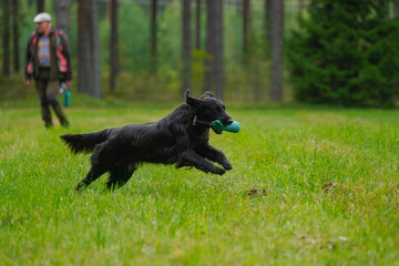 Beautiful flat-coated retriever carrying a training dummy in its mouth.