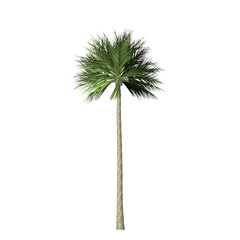 Palm tree on white background. Graphic, illustration , icon, image.
