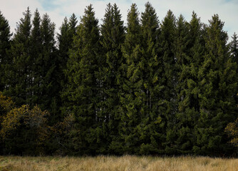 Fototapeta premium High Fens landscape in Fall. Forest in Autumn.