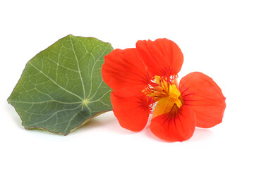 Nasturtium and leaf