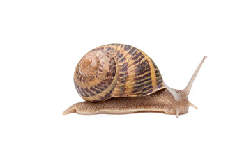 Garden eaten snail isolated on white background