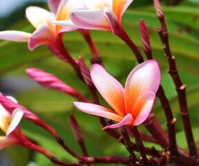 Plumeria (Champa flowers) suitable for presentations.