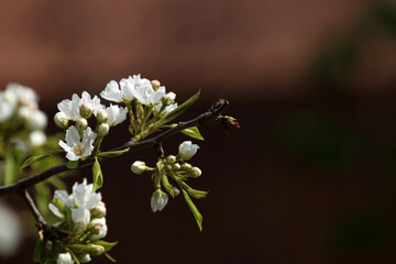 White spring pear flowers