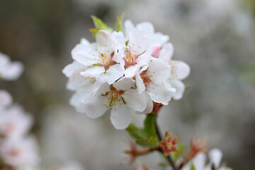Cherry blossom (Far eastern, Nanking cherry)