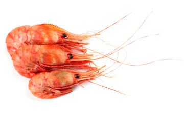 Shrimps isolated on white