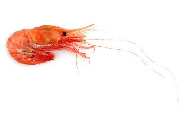 Shrimp isolated on white