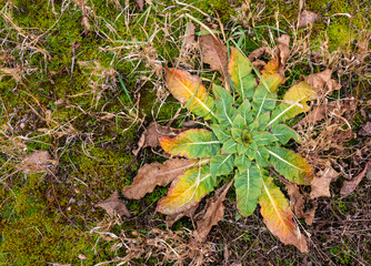 Autumn colorful flower on the ground with brown leaves and green moss