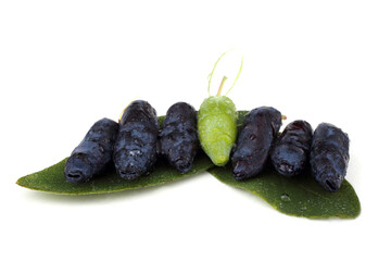 Haskap berries isolated on white