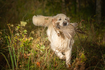 Beautiful golden retriever carrying a shot down game in its mouth.