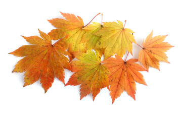 Naklejka na ściany i meble Beautiful autumn maple leaves isolated on white