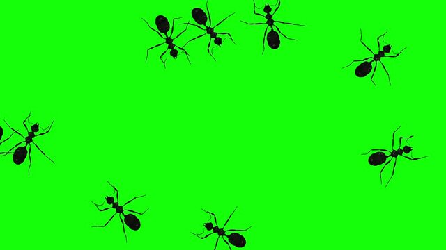10 Ants - Crossing Screen - Top View - 3D Animation loop isolated with green background