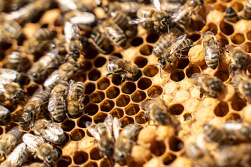 Queen bee lays eggs in the honeycomb. Reproduction of bees, Swarming, Hive is preparing to swarm. Bee colony in hive. apiary and honey making, small agricultural business and hobby