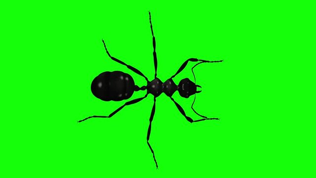Black Ant - Tip Closeup View - 3D Animation loop isolated with green screen