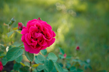 Green bush with beautiful pink rose flowers. Springtime blossom concept.