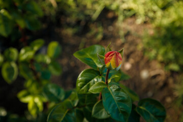 Green bush with beautiful rose bud flower. Springtime blossom concept.