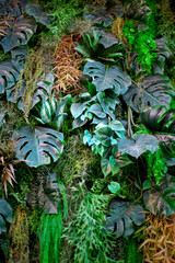 Fototapeta premium Nature is on the wall 
