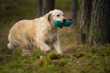 Beautiful golden retriever carrying a training dummy in its mouth.