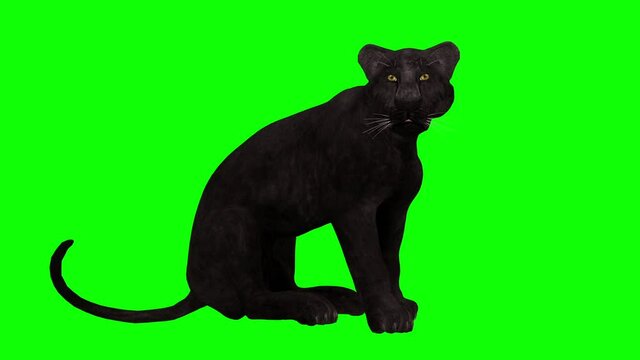 Black Panther - Roaring - Seating - 3D Animation loop isolated with green screen