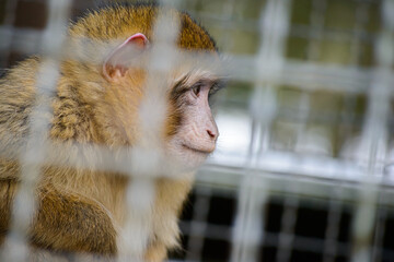 Portrait of an macaque Ape in Cage from the side in germany