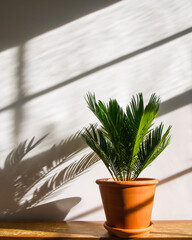 Green house plant; flower cycas revoluta, cycad, Japanese sago Palm tree, in a terracotta pot on shabby chic, grungy, wooden surface. Isolated on a white background, plant shadow, copyspace.