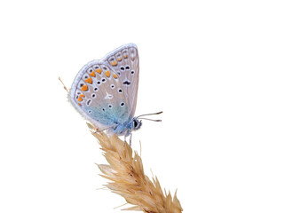 Male common blue butterfly (Polyommatus icarus) on a dry blade of grass, isolated on white.