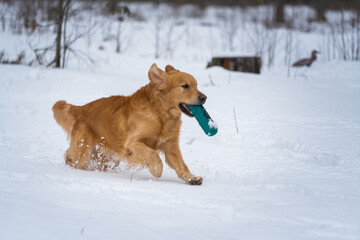 Beautiful golden retriever carrying a training dummy in its mouth.