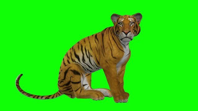 Red Tiger - Roaring - Seating - 3D Animation loop isolated with green screen