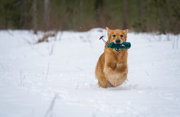 Beautiful golden retriever carrying a training dummy in its mouth.