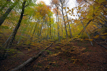 Autumn forest near seven lakes (Yedi goller), Bolu, Turkey.