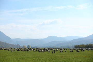 Herd of sheep grazing in a green pasture in the Carpathian mountains. Agricultural concept