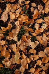 bright yellow birch leaves on green grass
