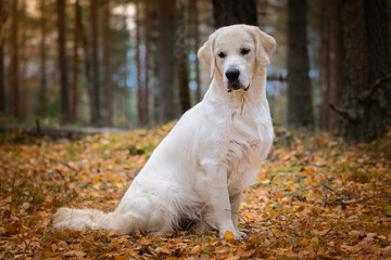 Beautiful golden retriever dog outside.