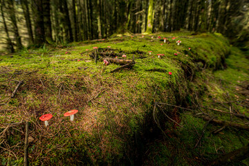 Wild Autumn mushrooms growing on a forest floor, Glenariff forest Park, Glens of Antrim,  Causeway coastal route, County Antrim, Northern Ireland